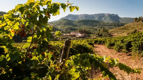  "VINE A VINGRAU 2023" : L'Événement Œnologique Incontournable pour...